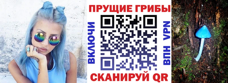 блэк спрут как войти  Дмитровск  Псилоцибиновые грибы прущие грибы 